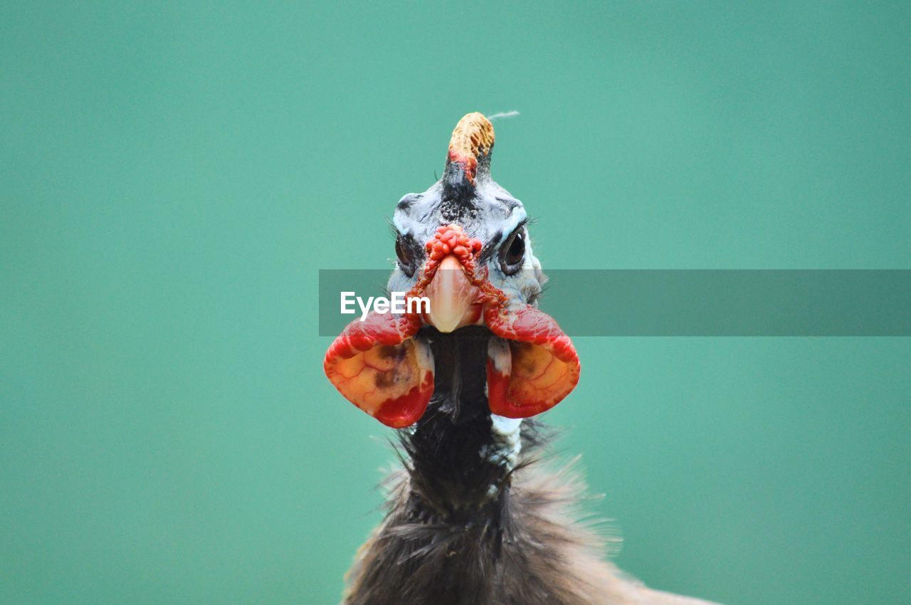 Close-up of a bird against green background