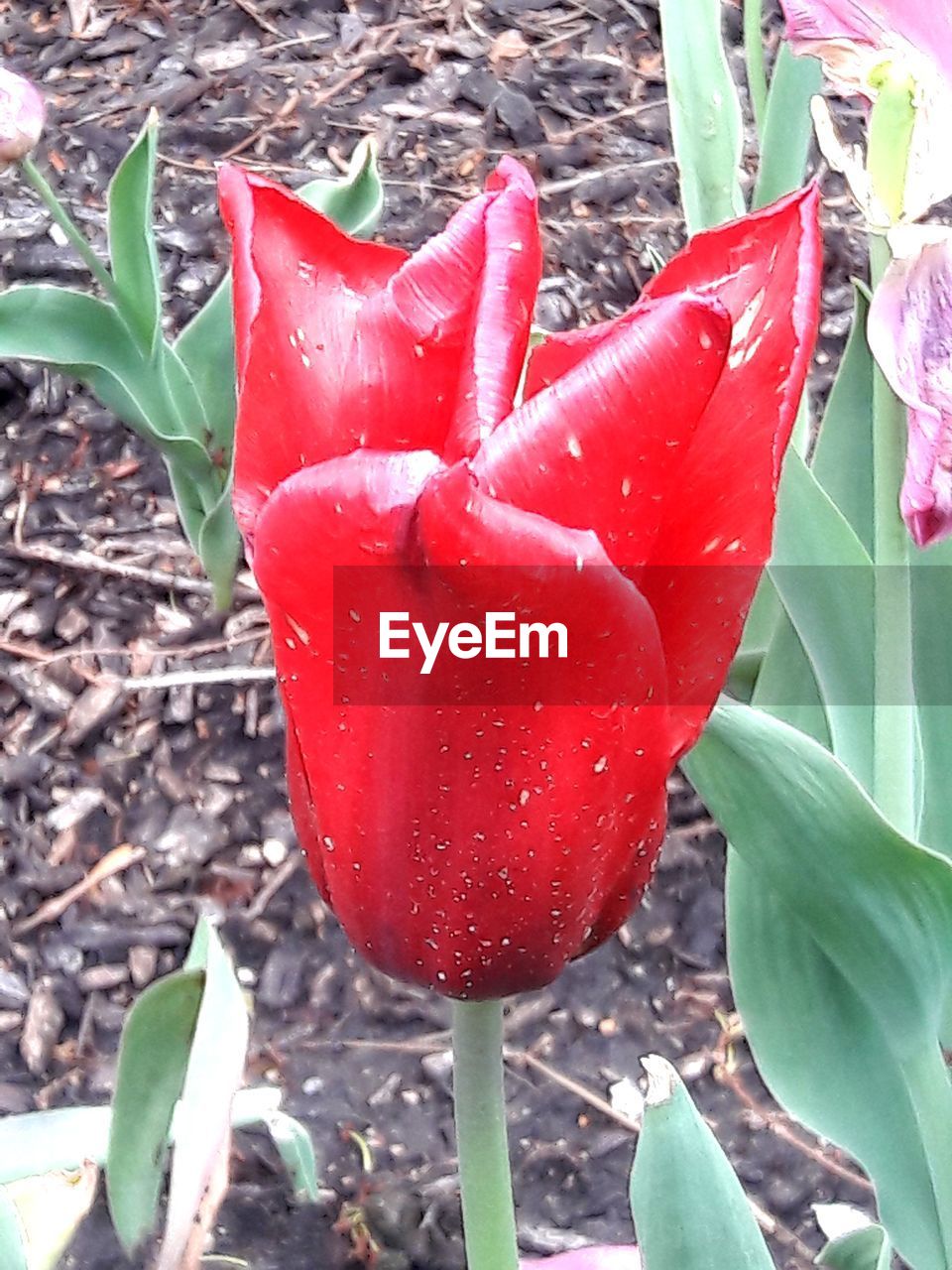 CLOSE-UP OF RED FLOWER ON FIELD
