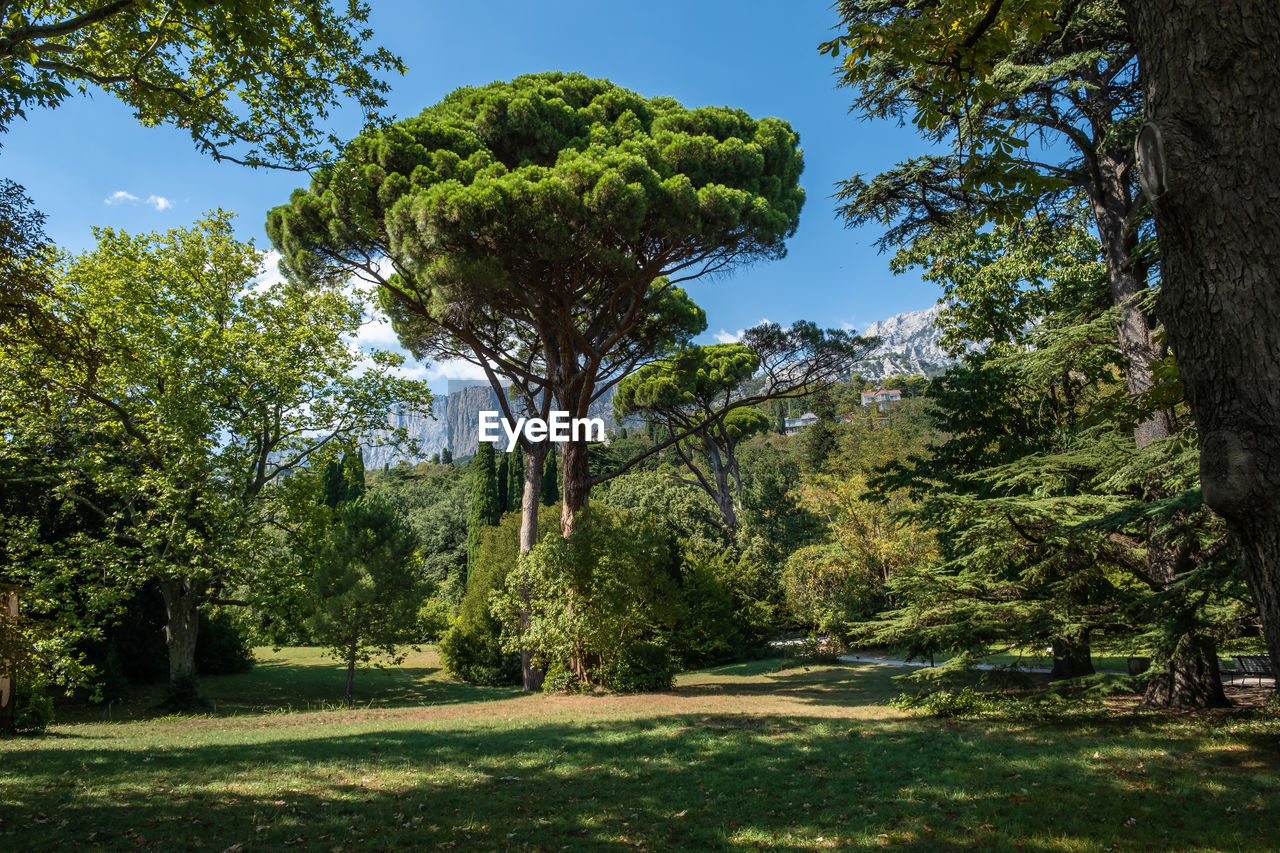 TREES AND PLANTS IN PARK