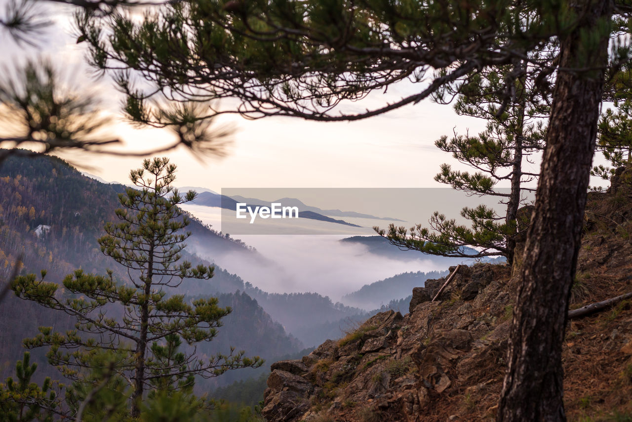 SCENIC VIEW OF TREES GROWING IN FOREST AGAINST SKY