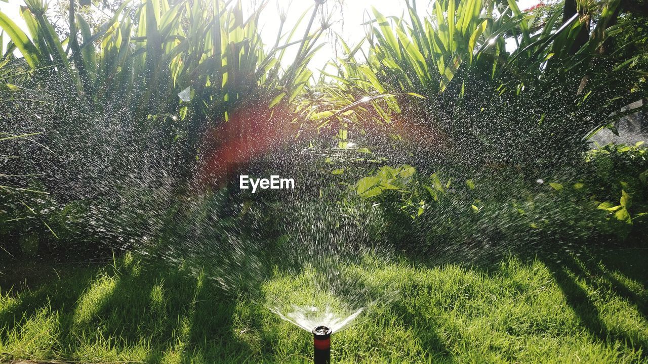 BLURRED MOTION OF TREES AND GRASS IN WATER