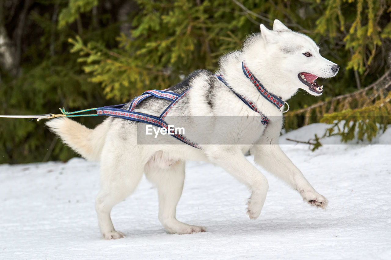 Running husky dog on sled dog racing. winter dog sport sled. siberian husky dog in harness