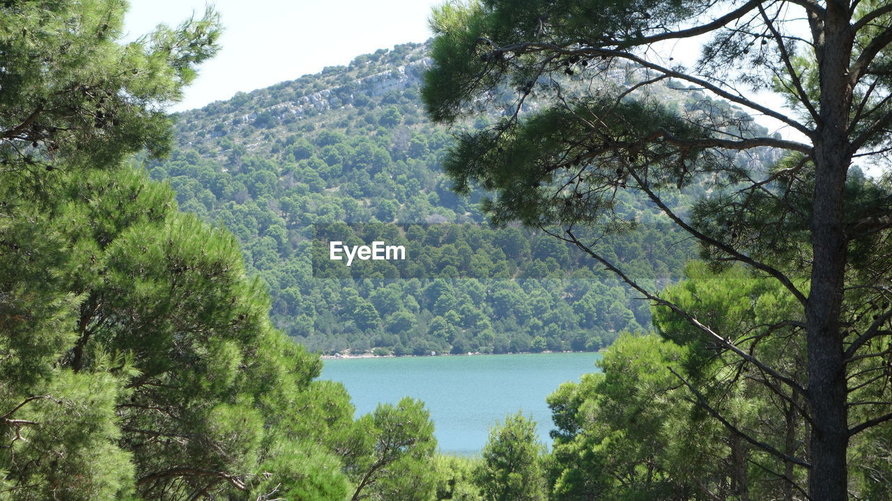 SCENIC VIEW OF RIVER WITH TREES IN BACKGROUND