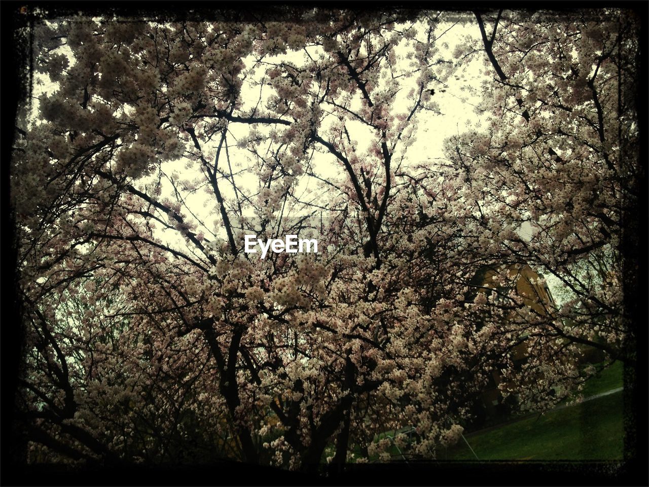 Tree in white bloom