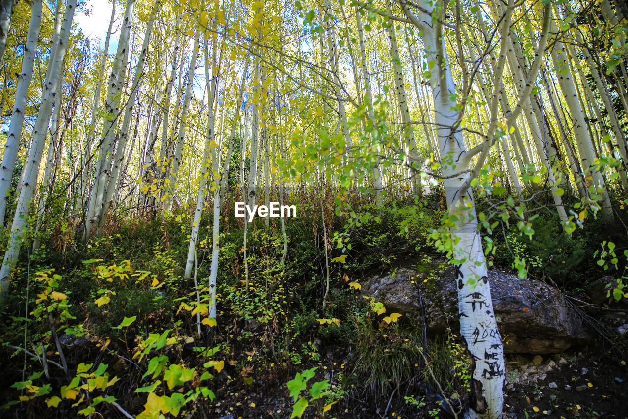 TREES IN A FOREST