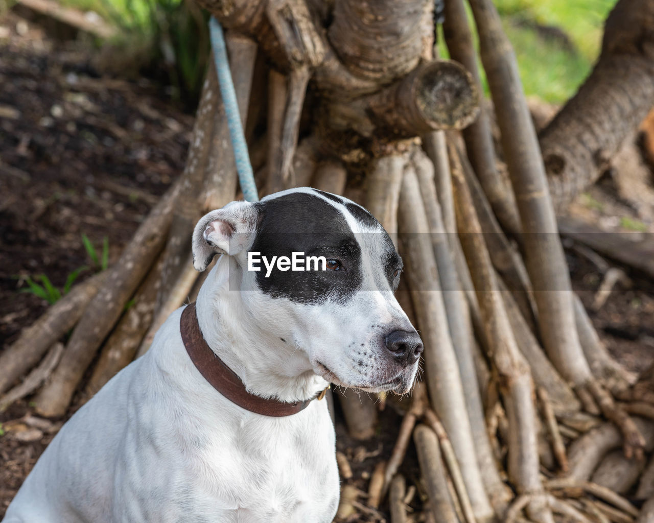 pet, animal themes, dog, animal, one animal, mammal, domestic animals, canine, tree, looking, looking away, no people, tree trunk, portrait, trunk, focus on foreground, nature, plant, day, land, outdoors, carnivore, terrier