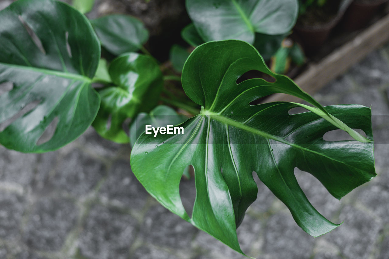 Close-up of fresh green leaves