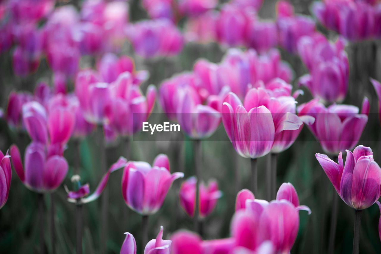 Field of colorful tulips