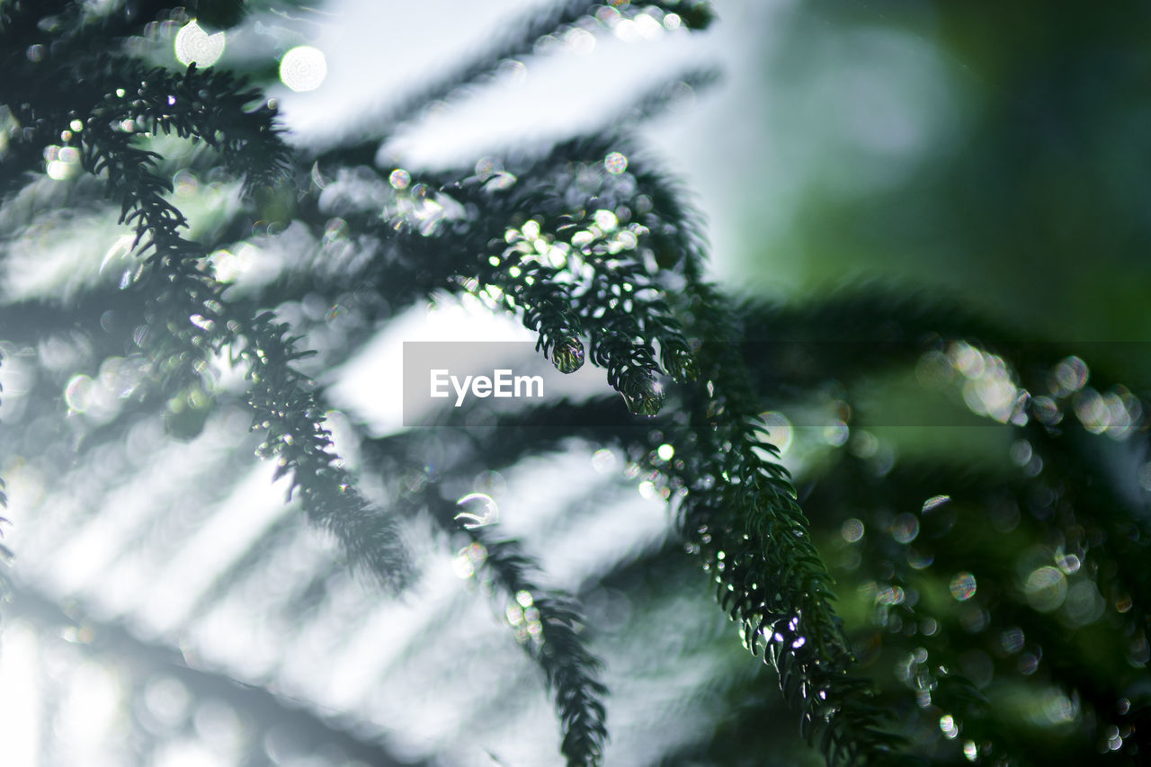 CLOSE-UP OF WET PINE TREE IN WINTER