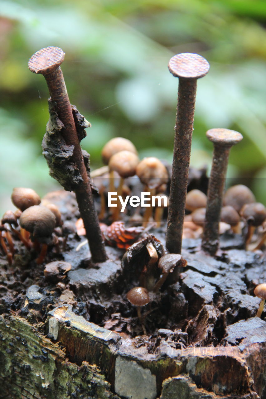 Close-up of mushrooms growing on plant