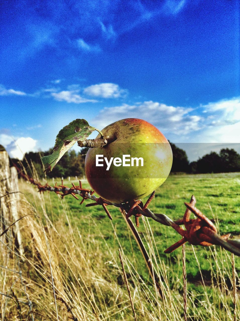 Close-up of green apple on barb wire against blue sky
