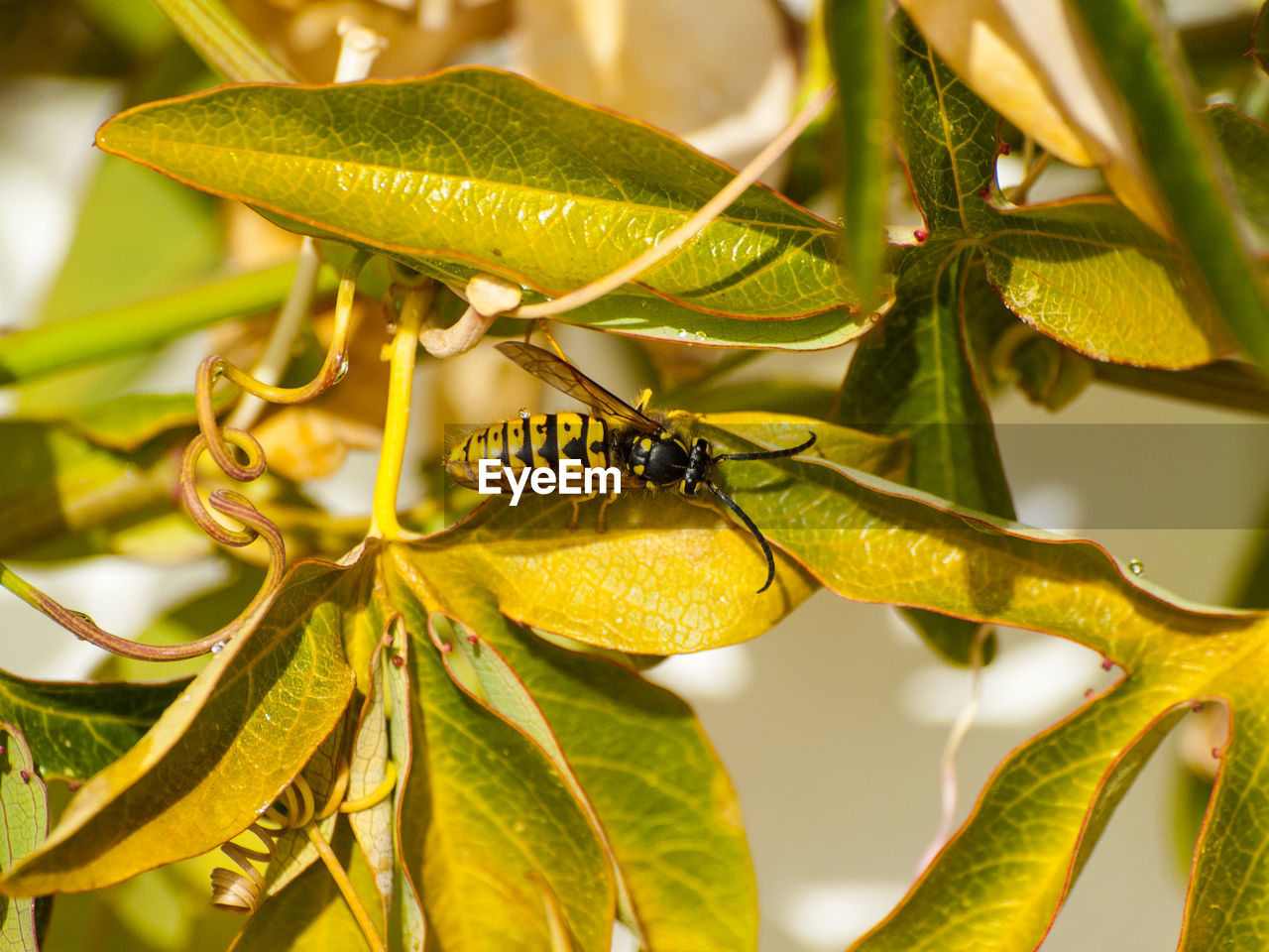 CLOSE-UP OF CATERPILLAR ON PLANT