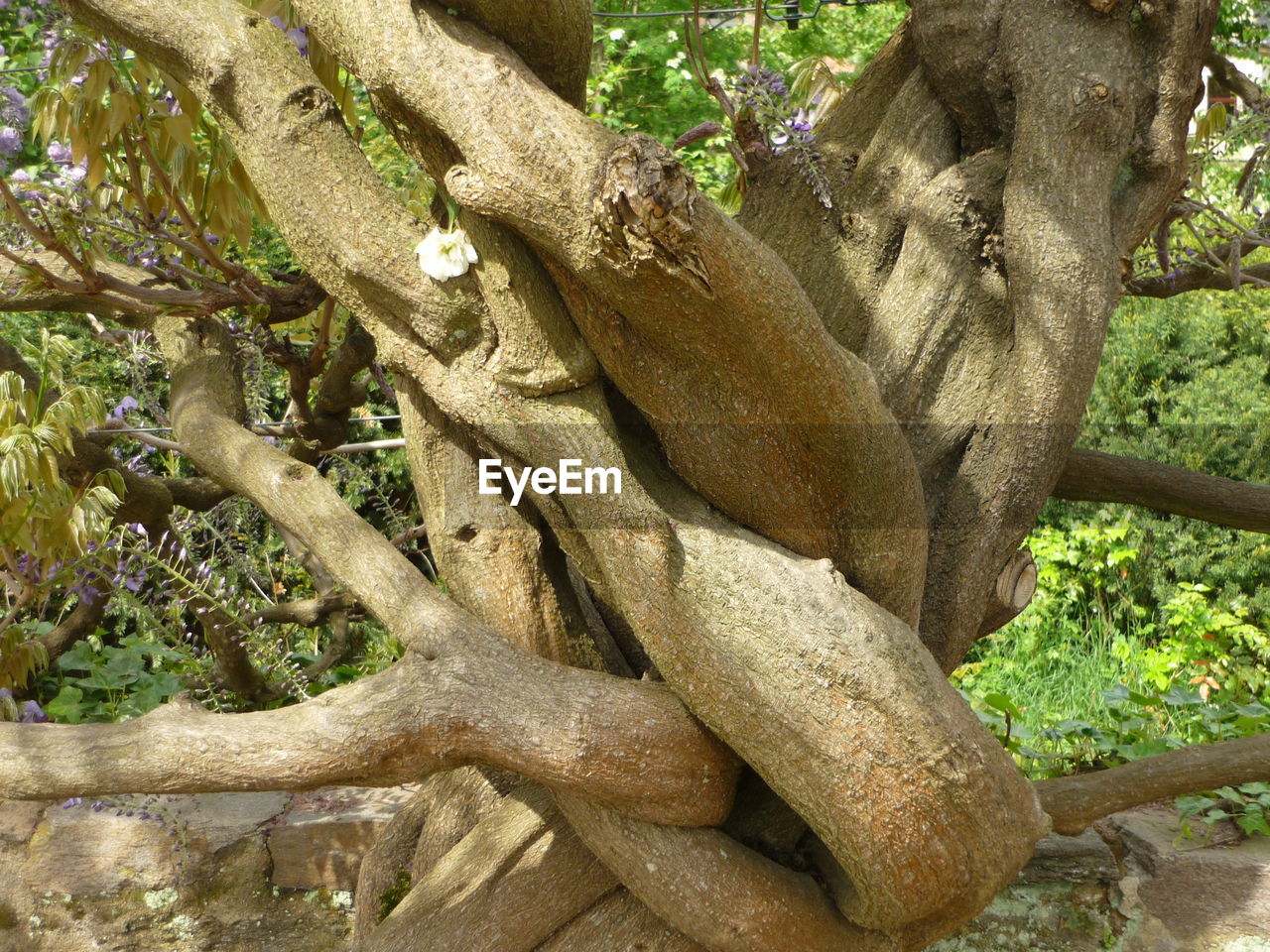 CLOSE-UP OF TREE GROWING IN FOREST