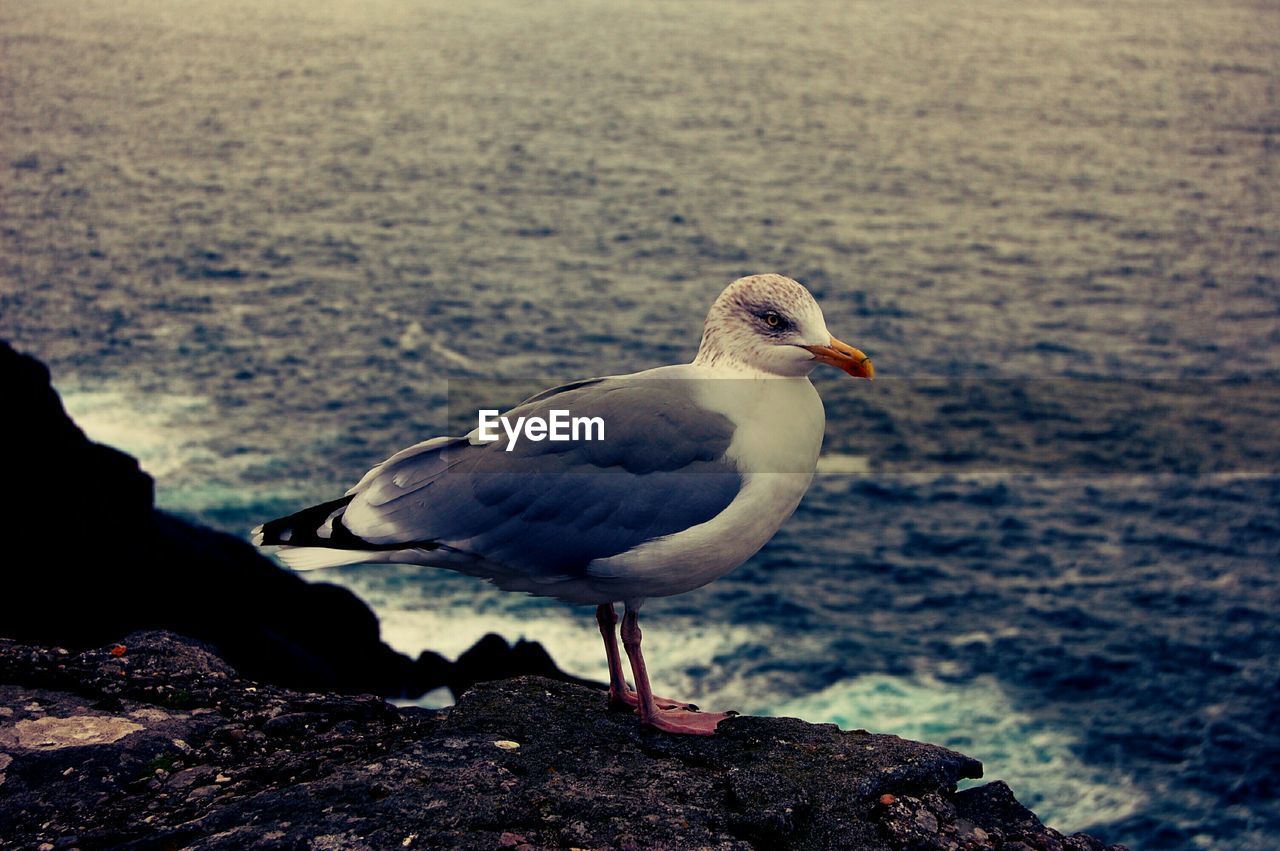 Close-up of seagull on rock formation at sea