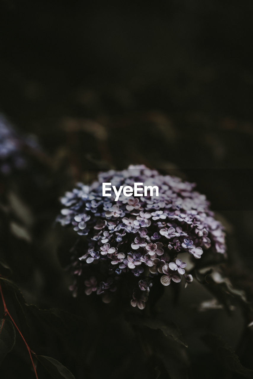 Close-up of hydrangea flower growing on plant