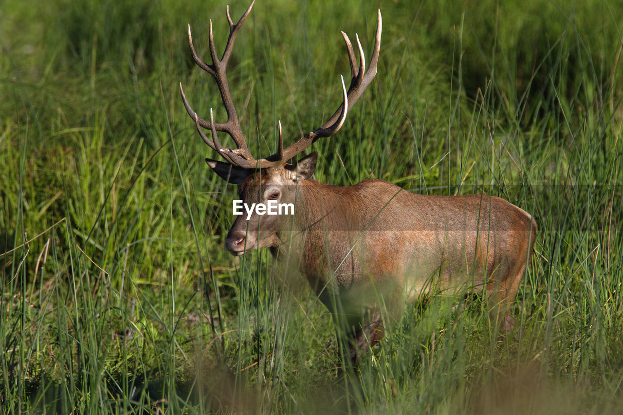 Red deer from kopacki rit, croatia