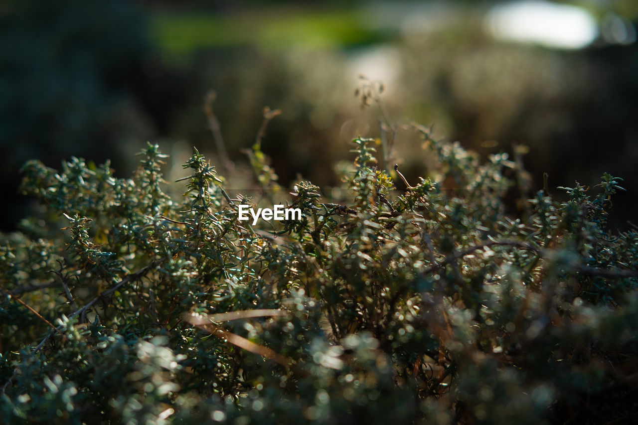 CLOSE-UP OF FROZEN PLANT ON FIELD