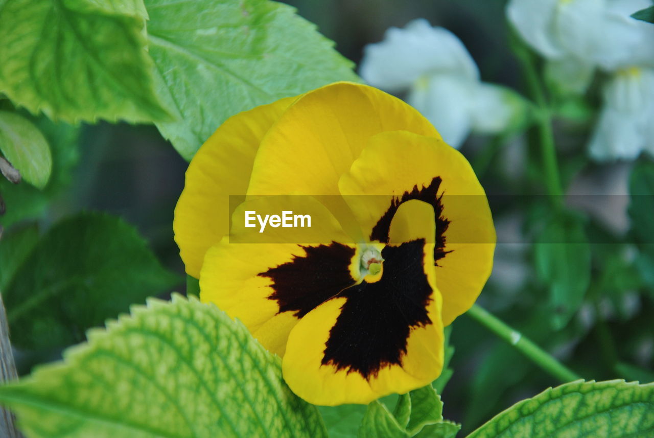 Close-up of yellow flowering plant