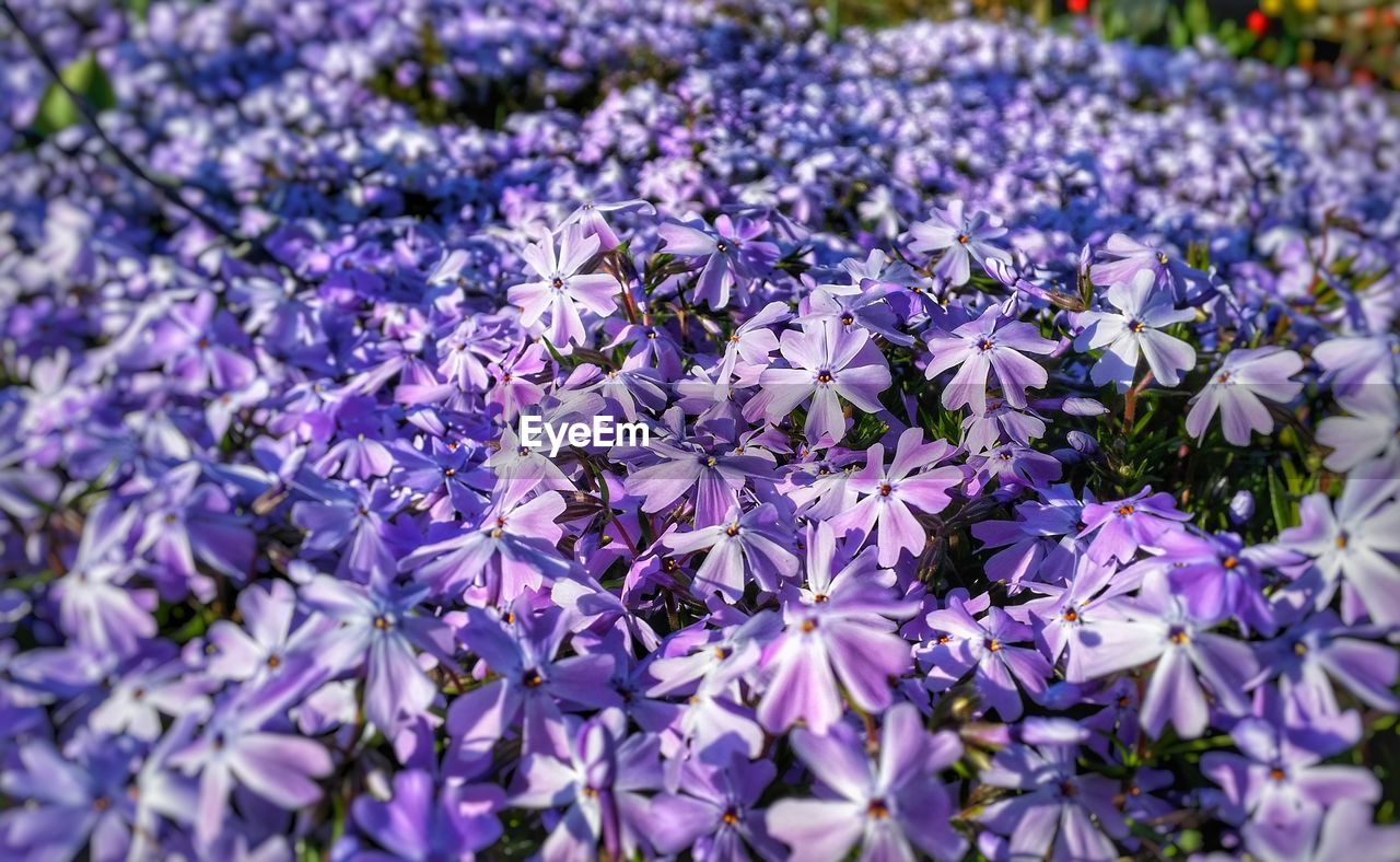 Close-up of purple flowers