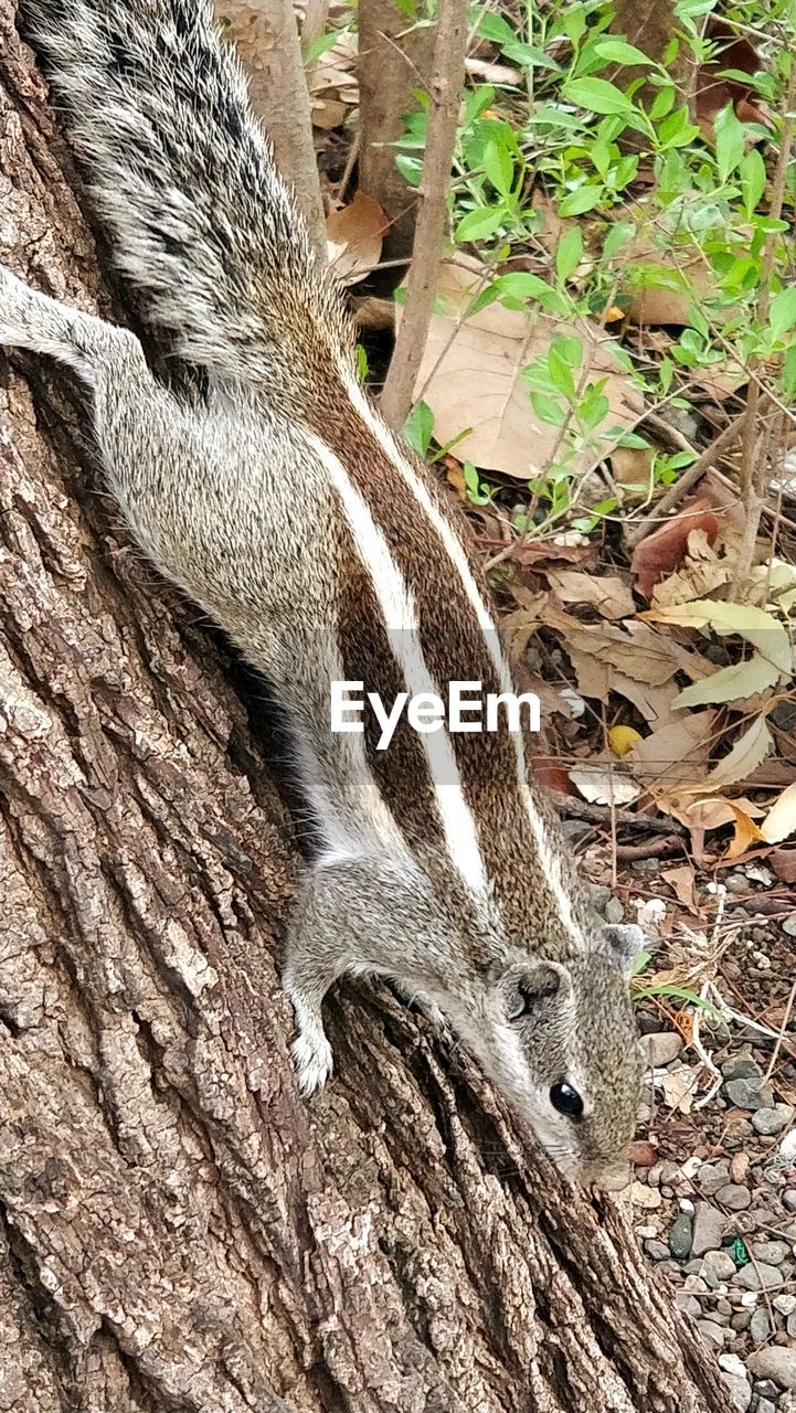 Close-up of squirrel on tree