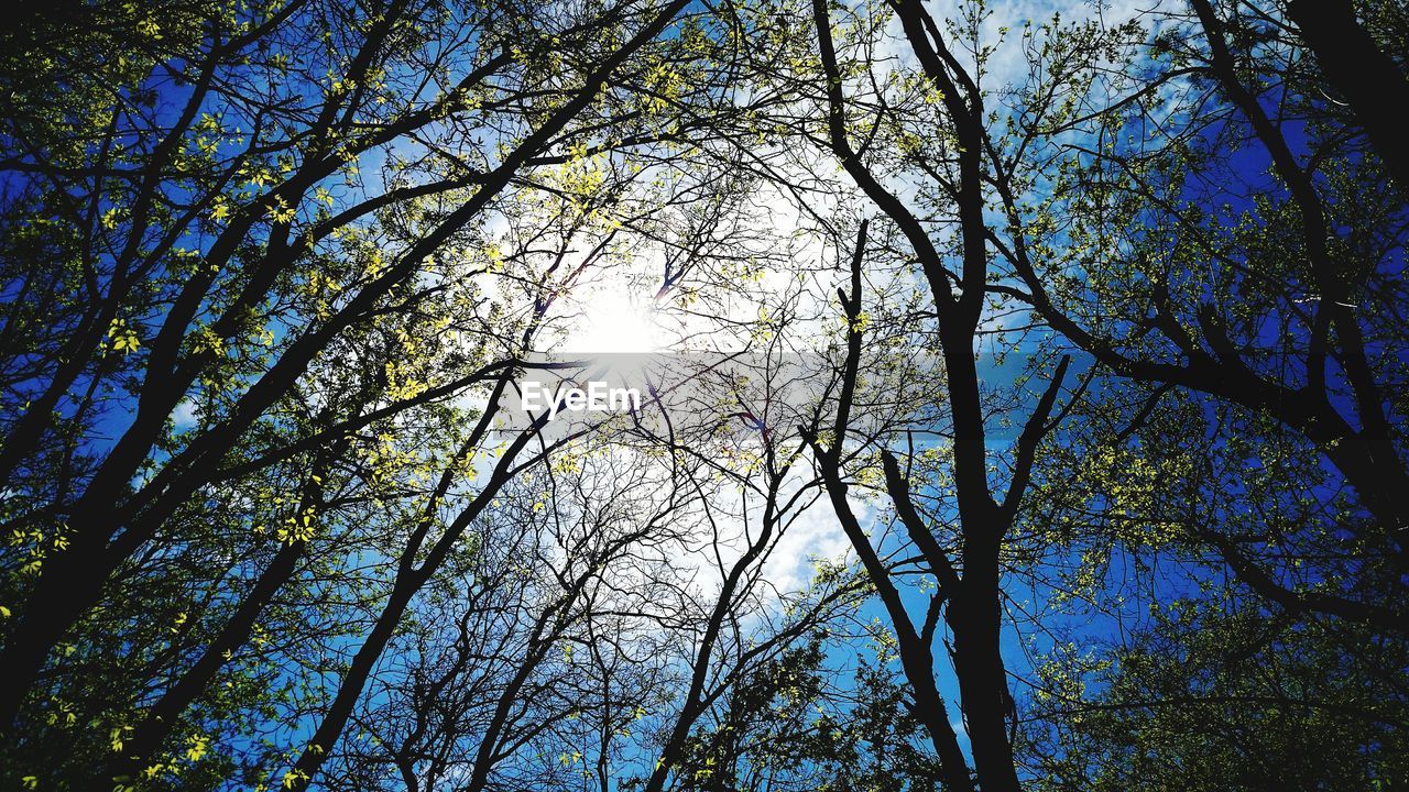 LOW ANGLE VIEW OF TREES AGAINST SKY