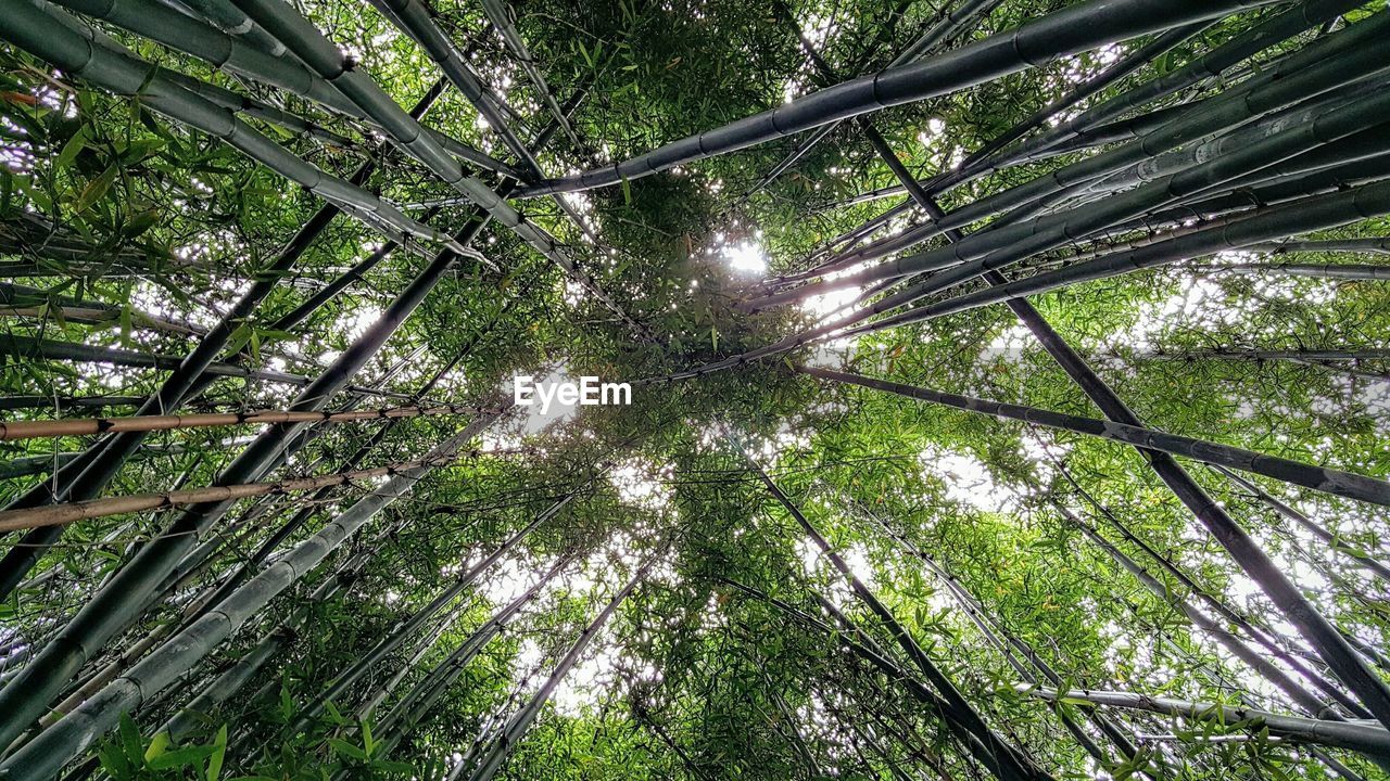 LOW ANGLE VIEW OF TREES AGAINST SKY