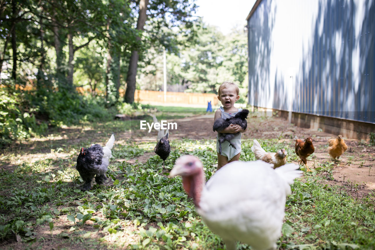 Cute baby girl screaming while holding chicken while standing on grassy field at farm