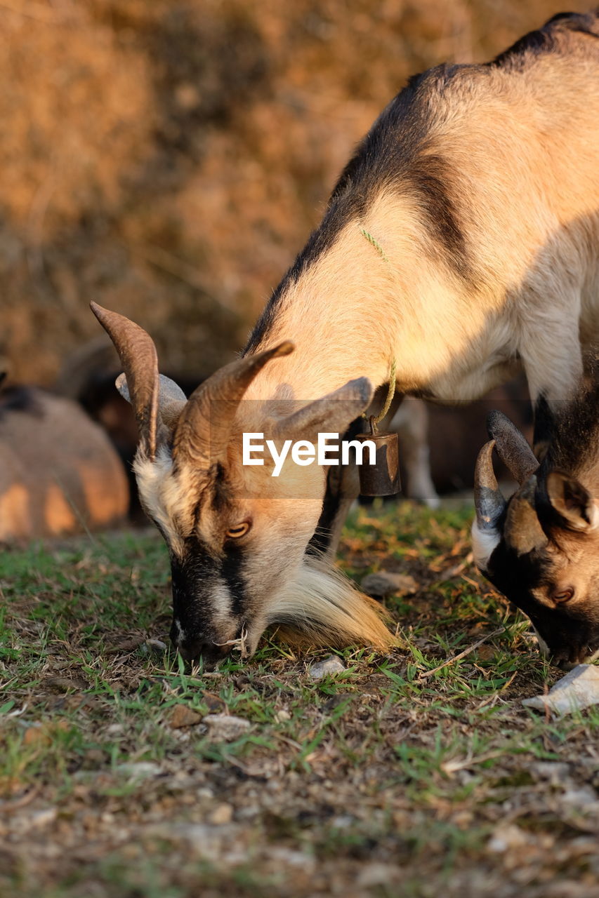 Vietnamese goats are eating grass in nature