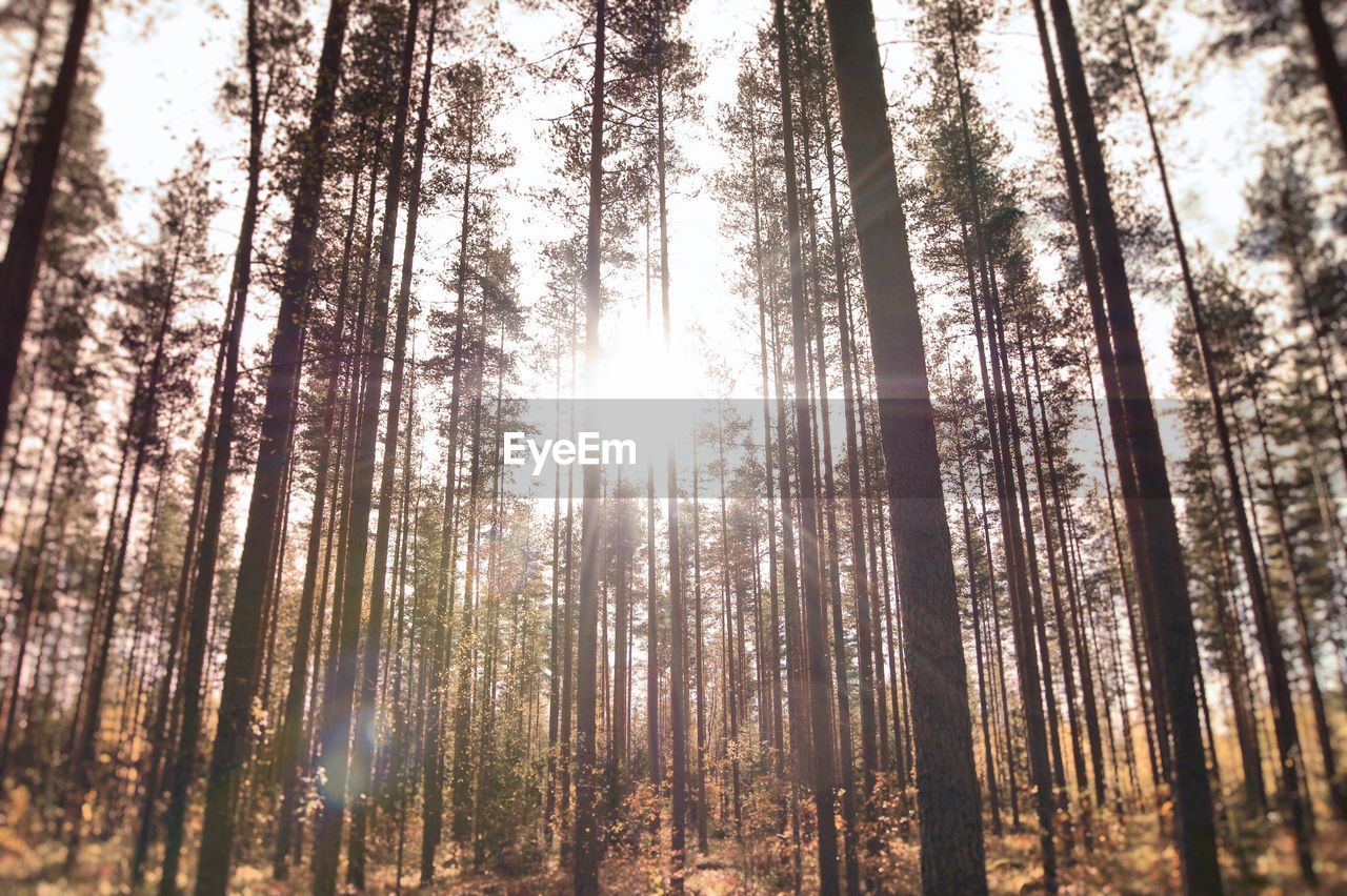 View of tall trees in the forest