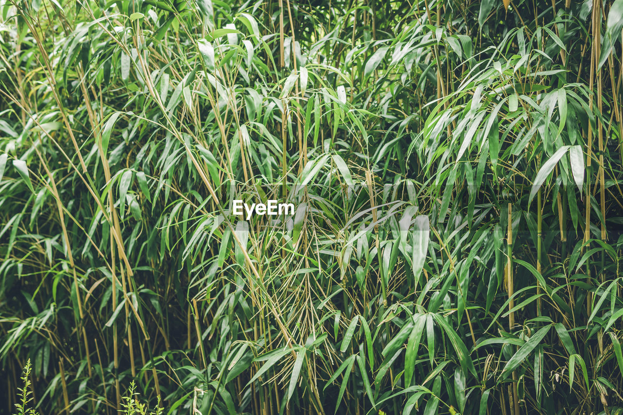 Full frame shot of corn field