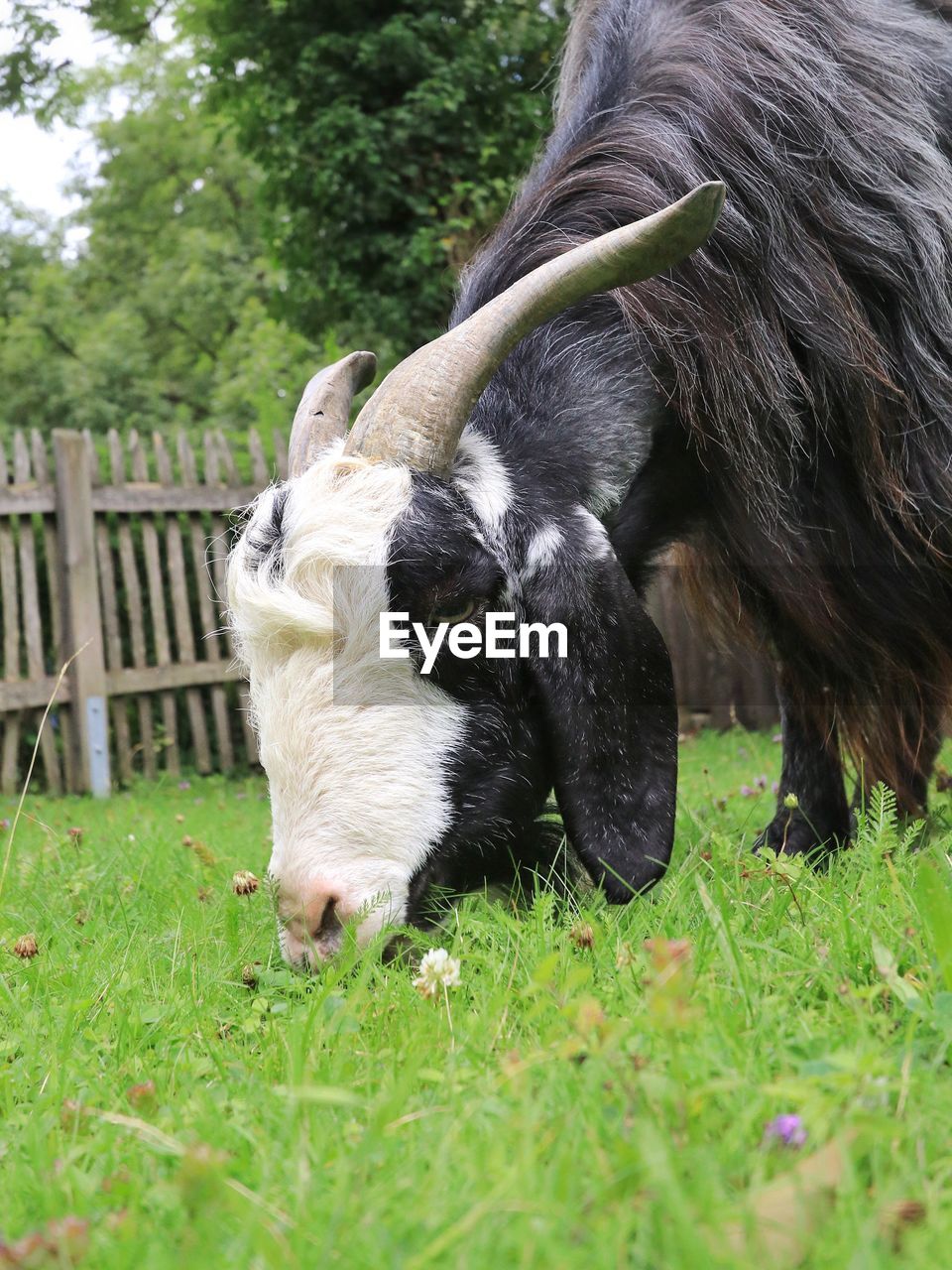 Close-up of goat grazing on grassy field