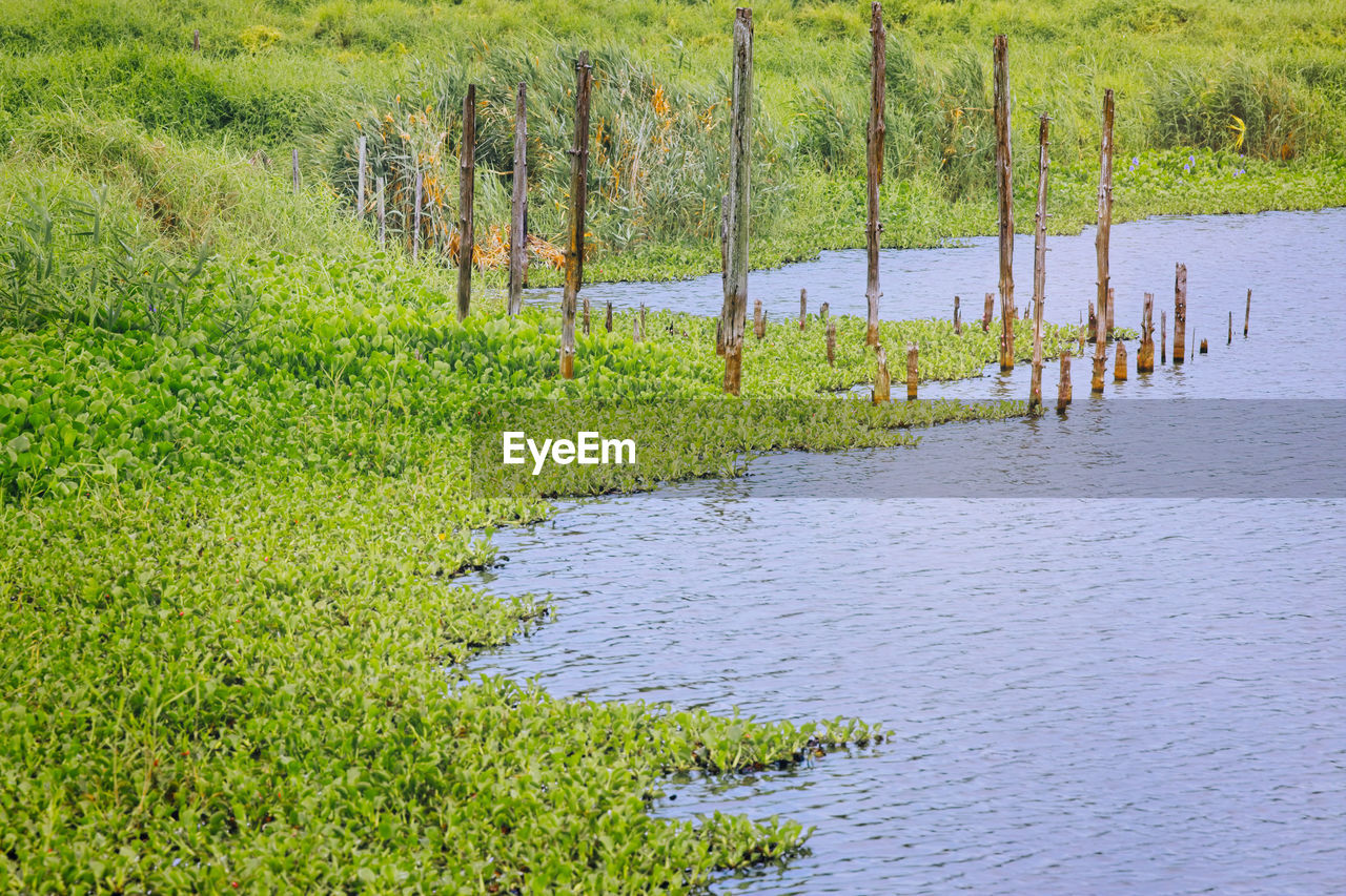 SCENIC VIEW OF SWAMP BY LAKE