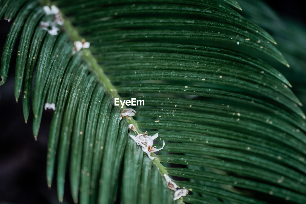 Close-up of wet leaves