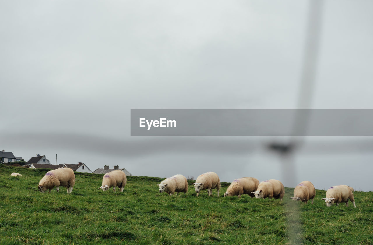 View of sheep on field