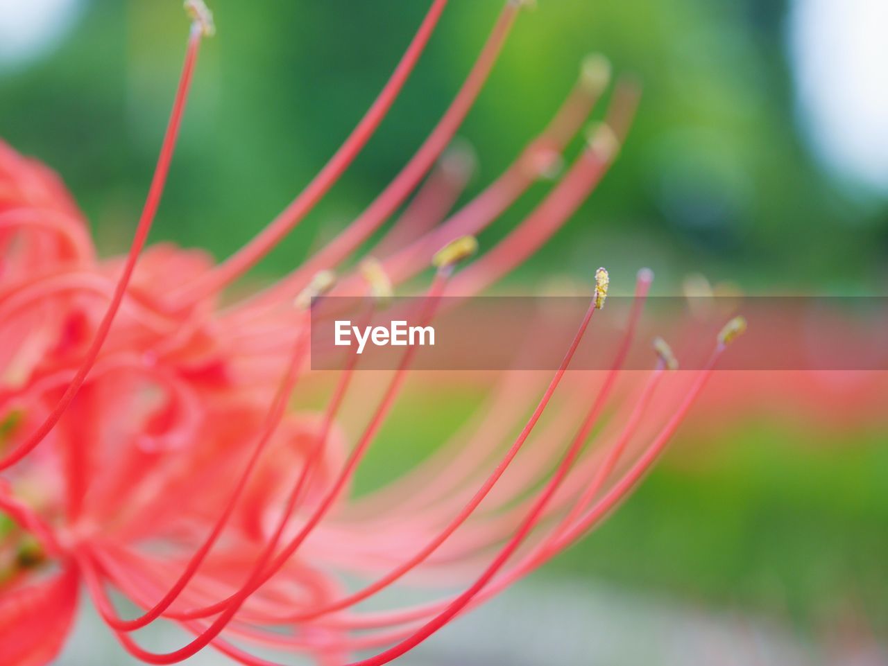 Close-up of red plant