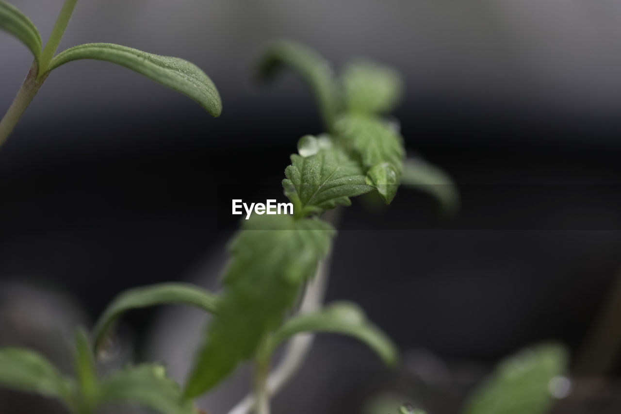 CLOSE-UP OF GREEN PLANT