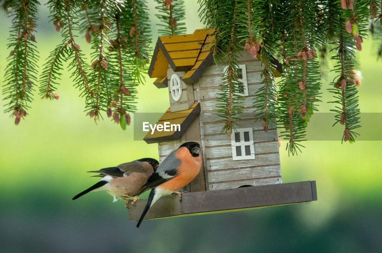 BIRD PERCHING ON A WOODEN POLE