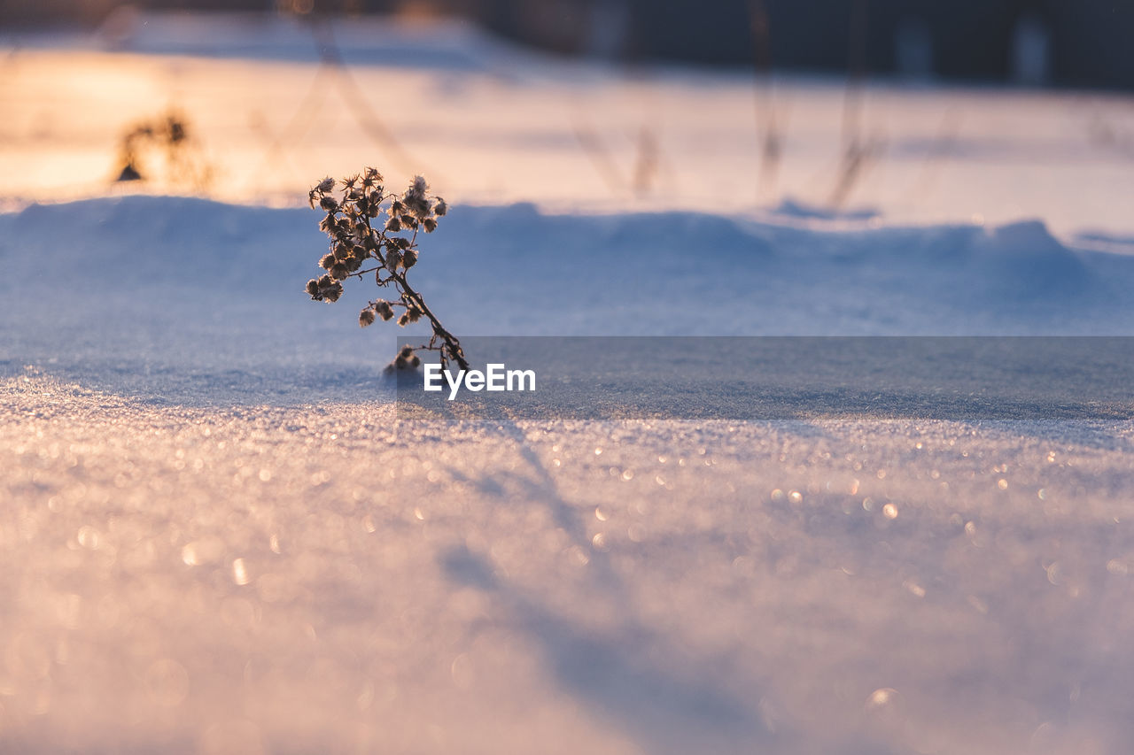 CLOSE-UP OF SNOW ON LAND