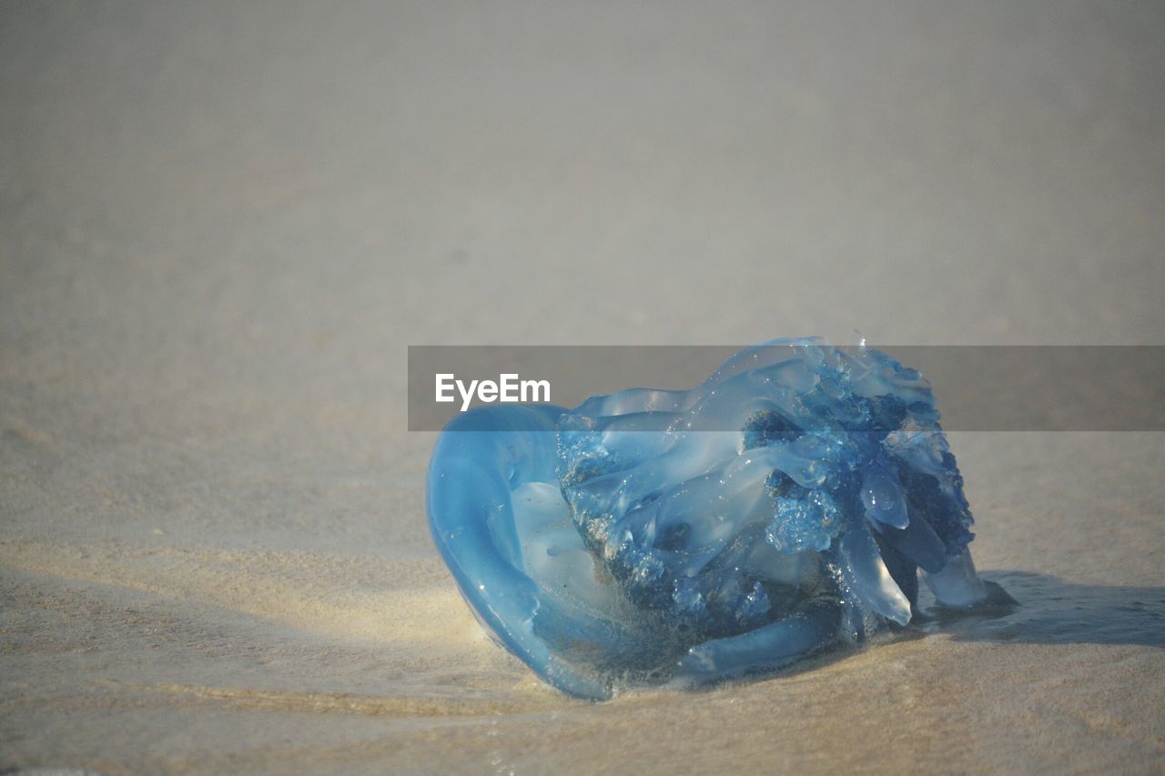 CLOSE-UP OF TURTLE ON BEACH