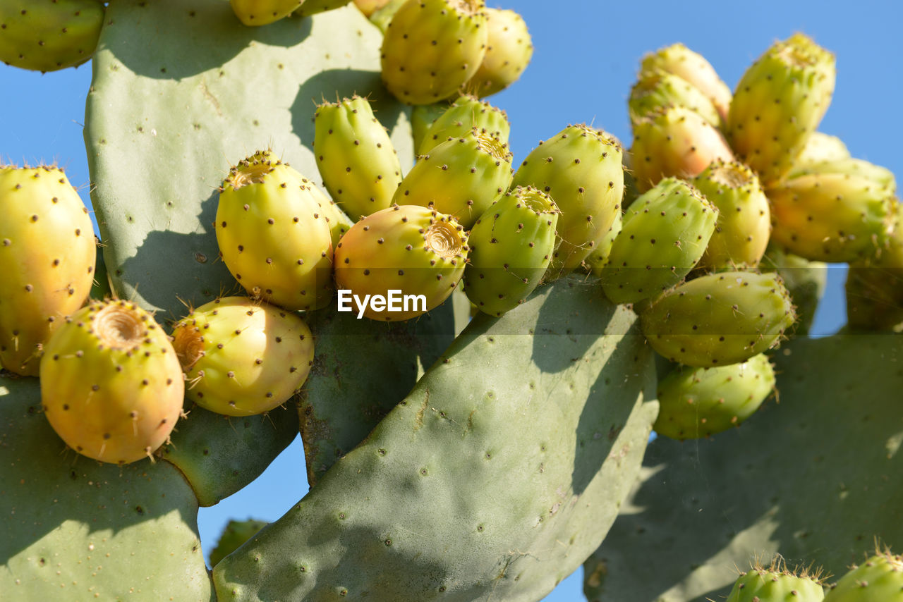 CLOSE-UP OF CACTUS GROWING ON TREE TRUNK