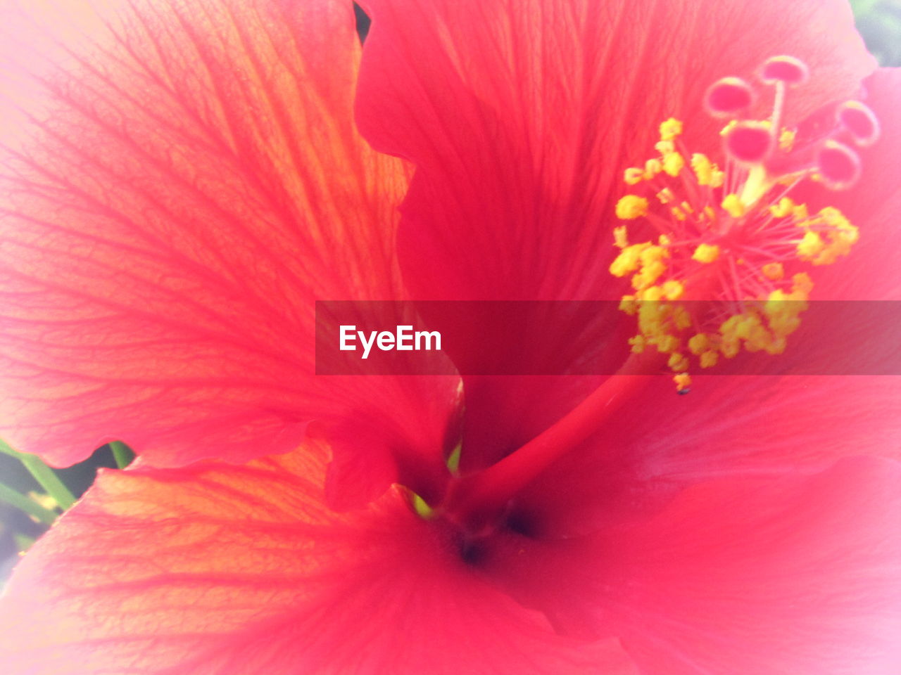 EXTREME CLOSE-UP OF PINK FLOWER