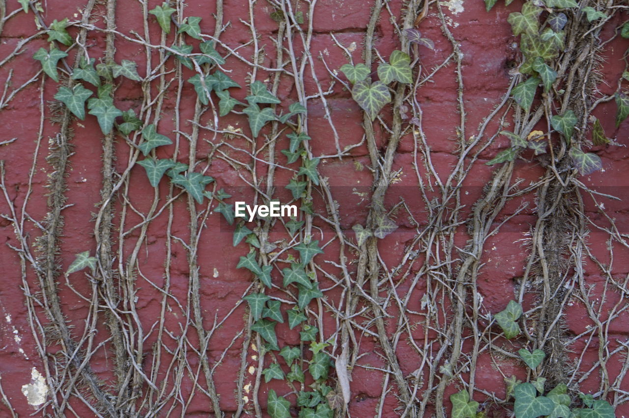 CLOSE-UP VIEW OF IVY