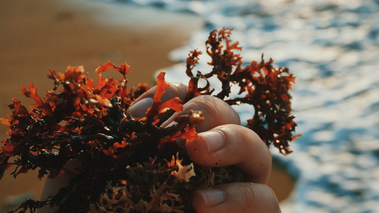 Cropped hand holding moss at beach