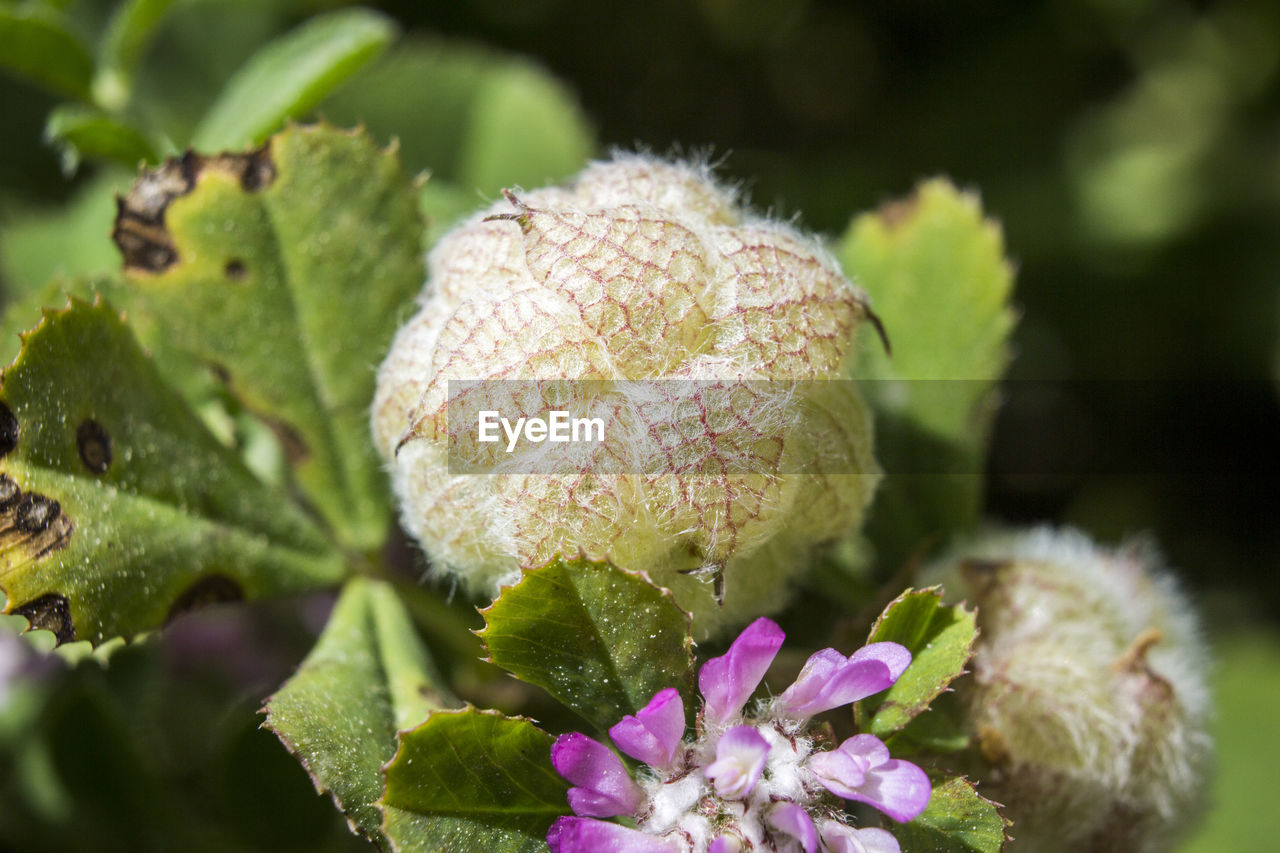 CLOSE-UP OF FLOWERING PLANT AGAINST BLURRED BACKGROUND