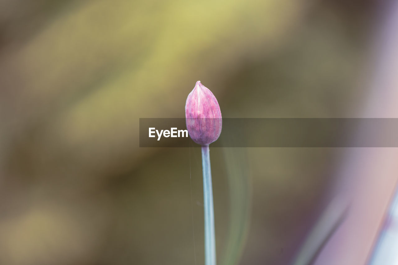 flower, plant, flowering plant, beauty in nature, freshness, close-up, fragility, petal, macro photography, growth, nature, inflorescence, pink, flower head, no people, selective focus, plant stem, focus on foreground, purple, leaf, springtime, outdoors, blossom, bud, green, day, botany, water, yellow