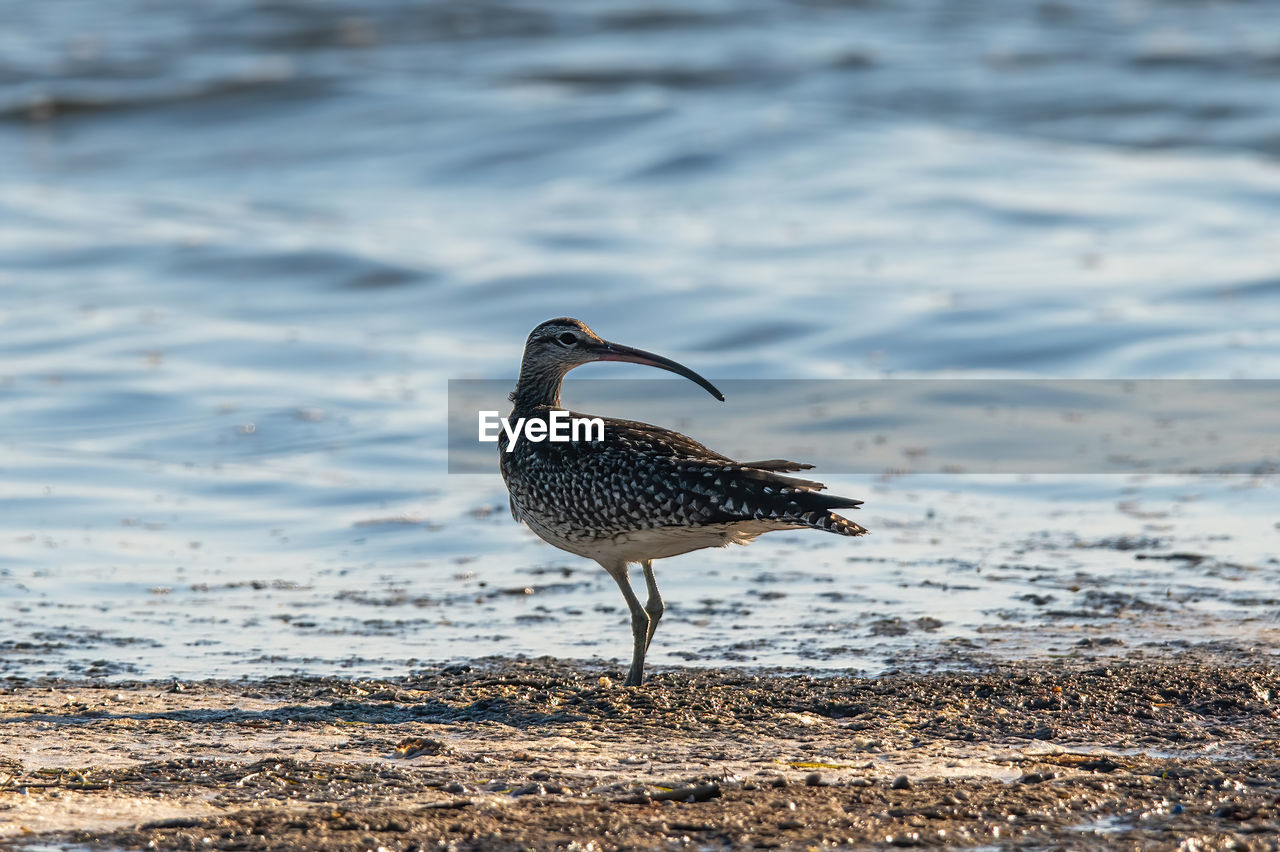 animal themes, animal, animal wildlife, wildlife, bird, one animal, water, sea, beach, nature, no people, shore, land, sandpiper, day, sand, full length, outdoors, side view, focus on foreground, beauty in nature, water bird