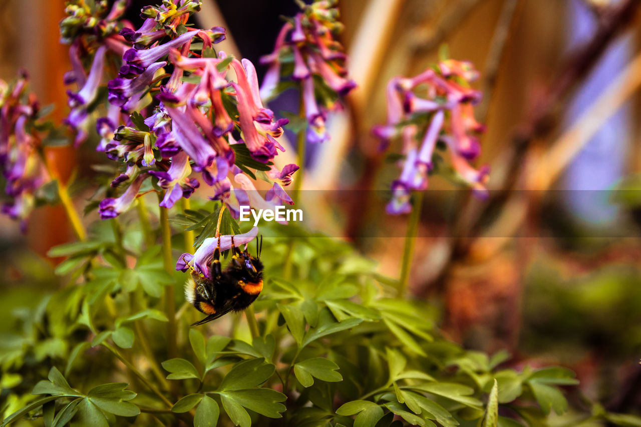 CLOSE-UP OF HONEY BEE POLLINATING ON PURPLE FLOWER