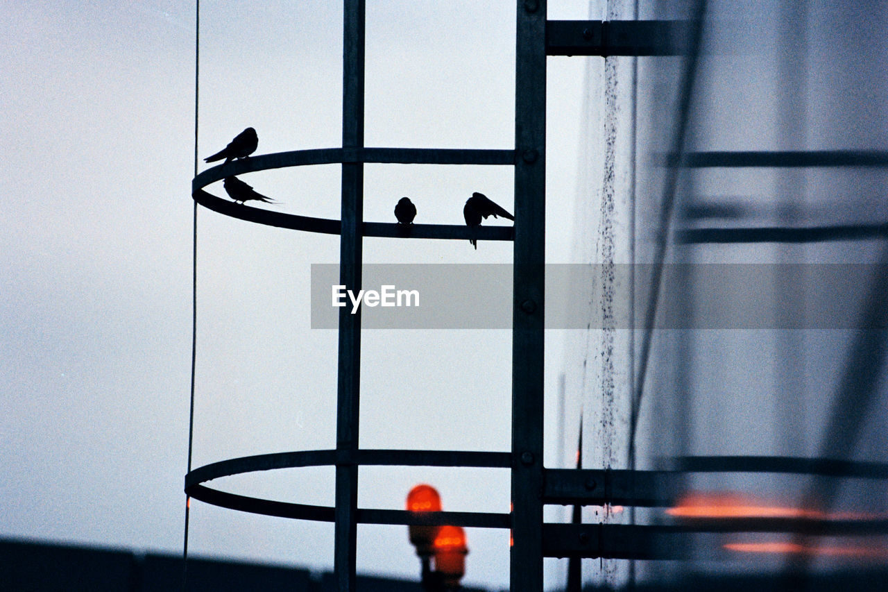 Silhouette birds perching on metal