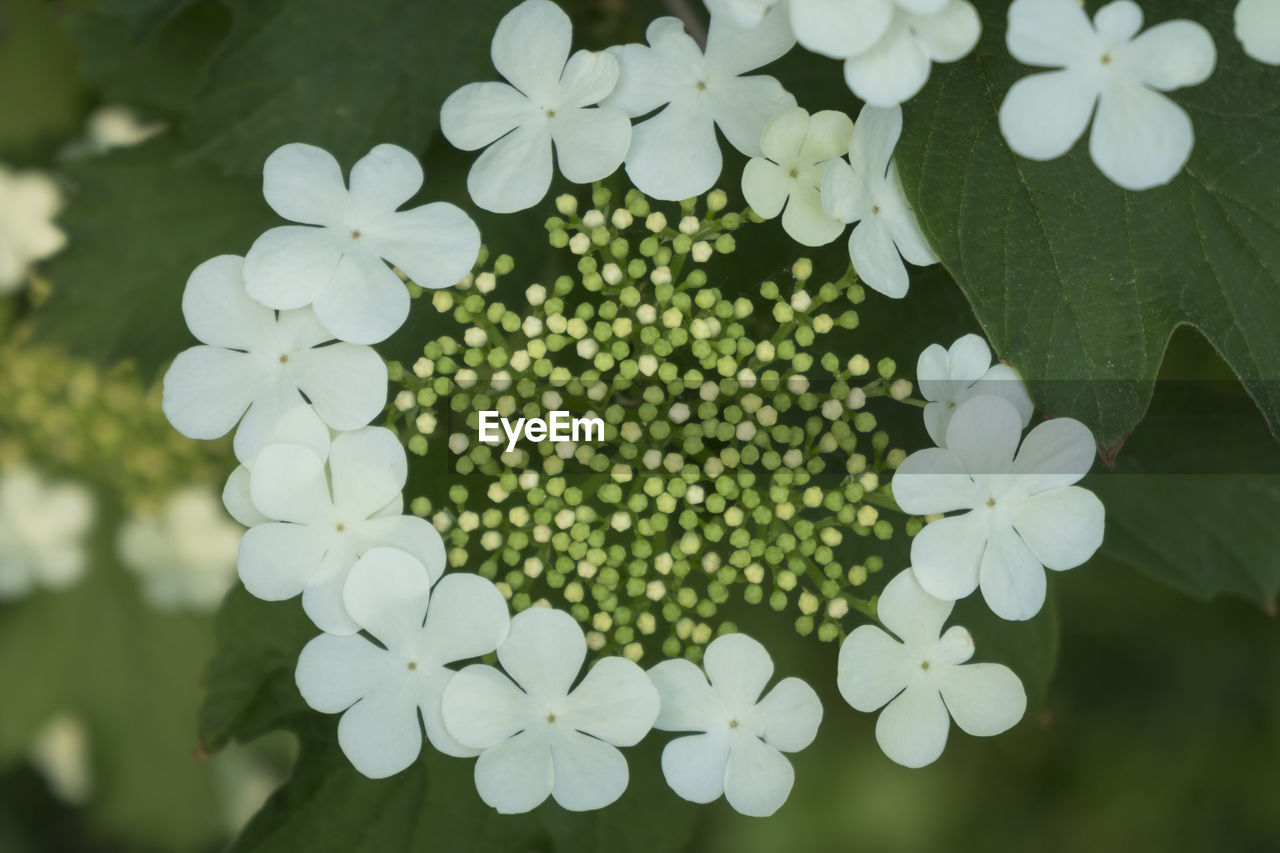 Close-up of white flowering plant