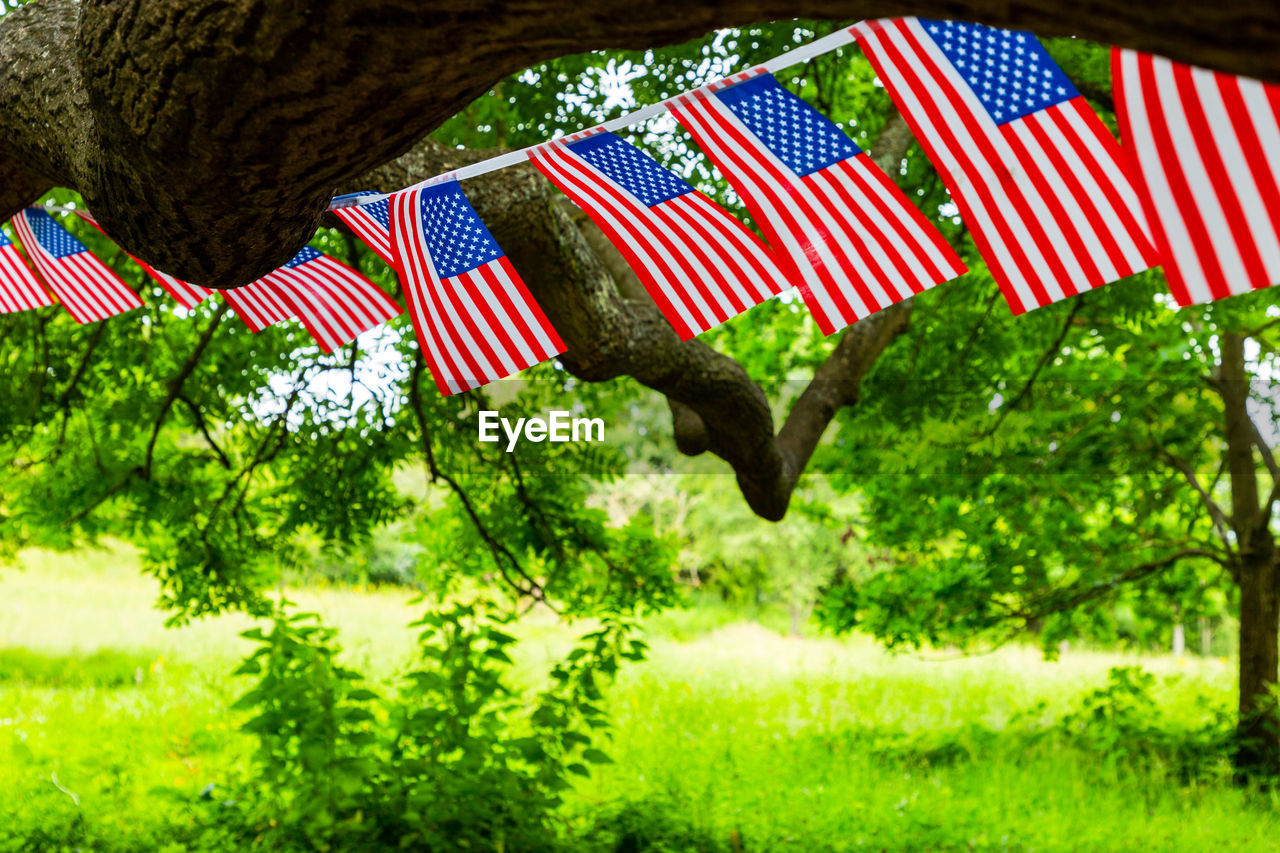 Usa flags hung over a tree. small us flags waving in wind.